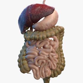 3D Human Stomach and Small Intestines